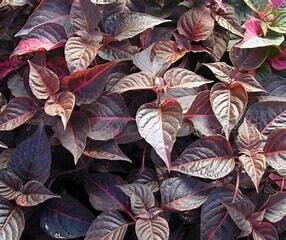 Alternanthera &#39;Choco Chili&#39; 4&quot;
