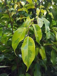 Ficus 'Benjamina Lime' 6.5" pot