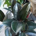 Ficus 'Elastica Sofia' 8" pot