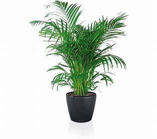 Palm 'Areca' 6.5" pot