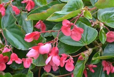 Begonia Dragon Wing Pink 1 gal