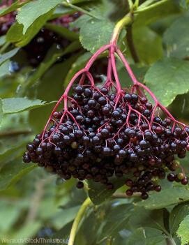 Elderberry 'Kent' 2 gal