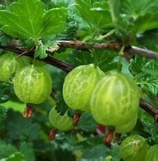 Gooseberry &#39;Little Ben&#39; 2 gal