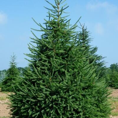 White Spruce 3' - 7 gal Potted