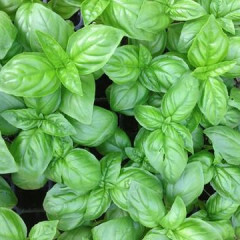 Basil ORGANIC 'Genovese' 4.5"