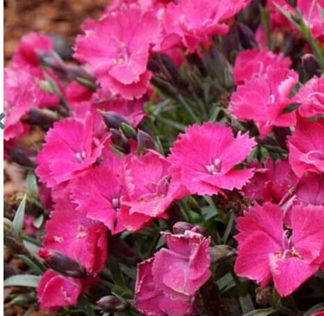 Dianthus &#39;Bright Light&#39; 1 qt.