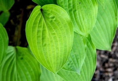 Hosta &#39;Fire Island&#39; 1 qt