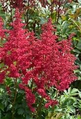 Astilbe &#39;Lowlands Ruby Red&#39; 2 gal