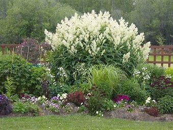 Giant Fleece Flower &#39;Persicaria Polymorpha&#39; 2 gal