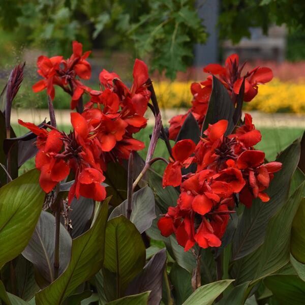 Canna Cannova Bronze Scarlet 1 gal