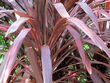 Cordyline Spike &#39;Red Sensation&#39; 1 gal
