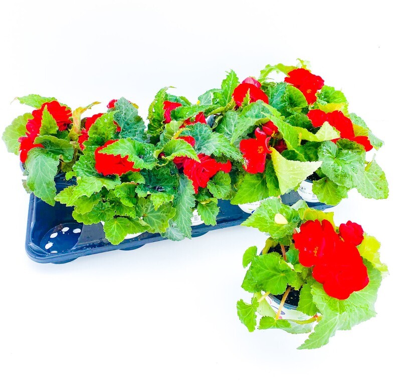 Begonia - Tuberous 4"