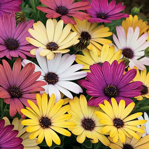African Daisy - Grand Canyon Mix 4.5'