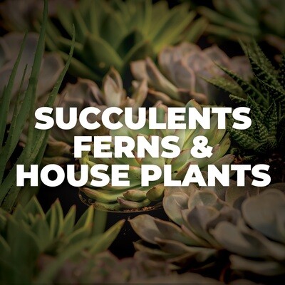 Succulents/ Ferns/ House Plants