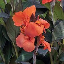Canna Cannova Bronze Orange 1 gal