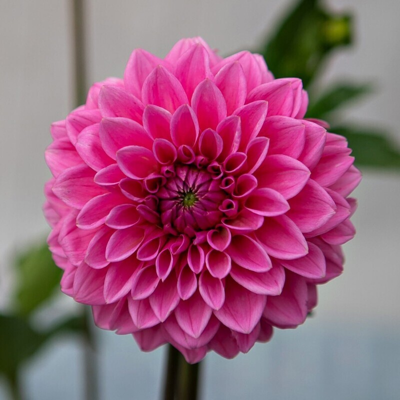 Dahlia Deep Pink 1 gal