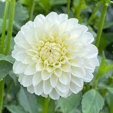Dahlia White 1 gal