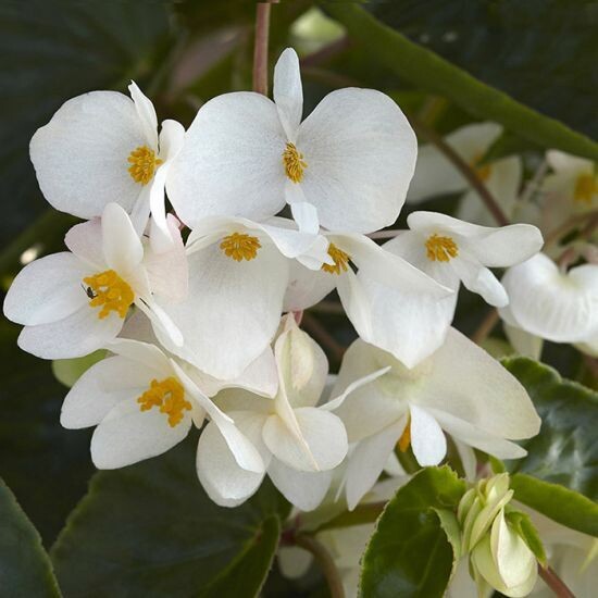 Begonia Dragon Wing White 1 gal