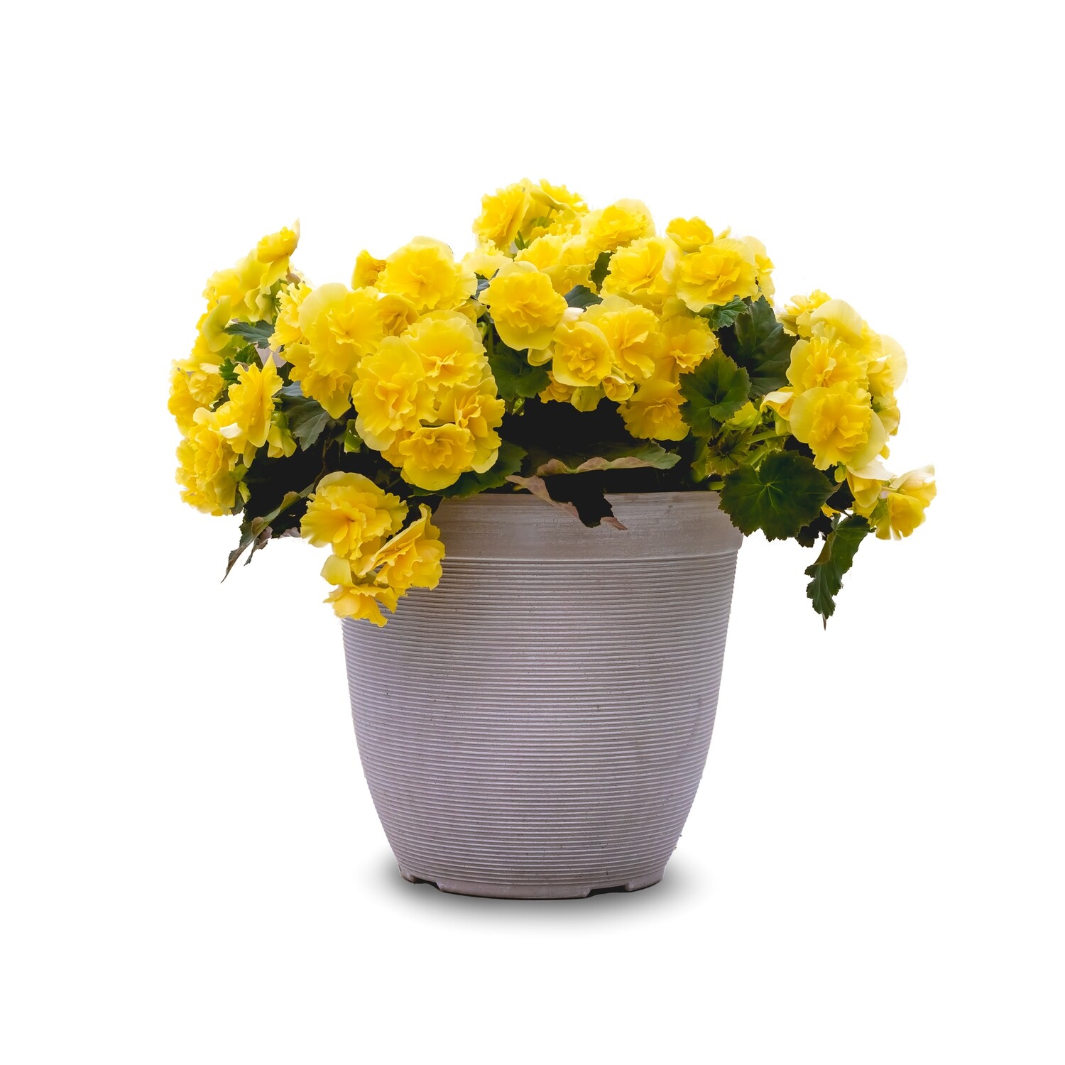 Begonia 'Rieger' 12" Planter - Yellow