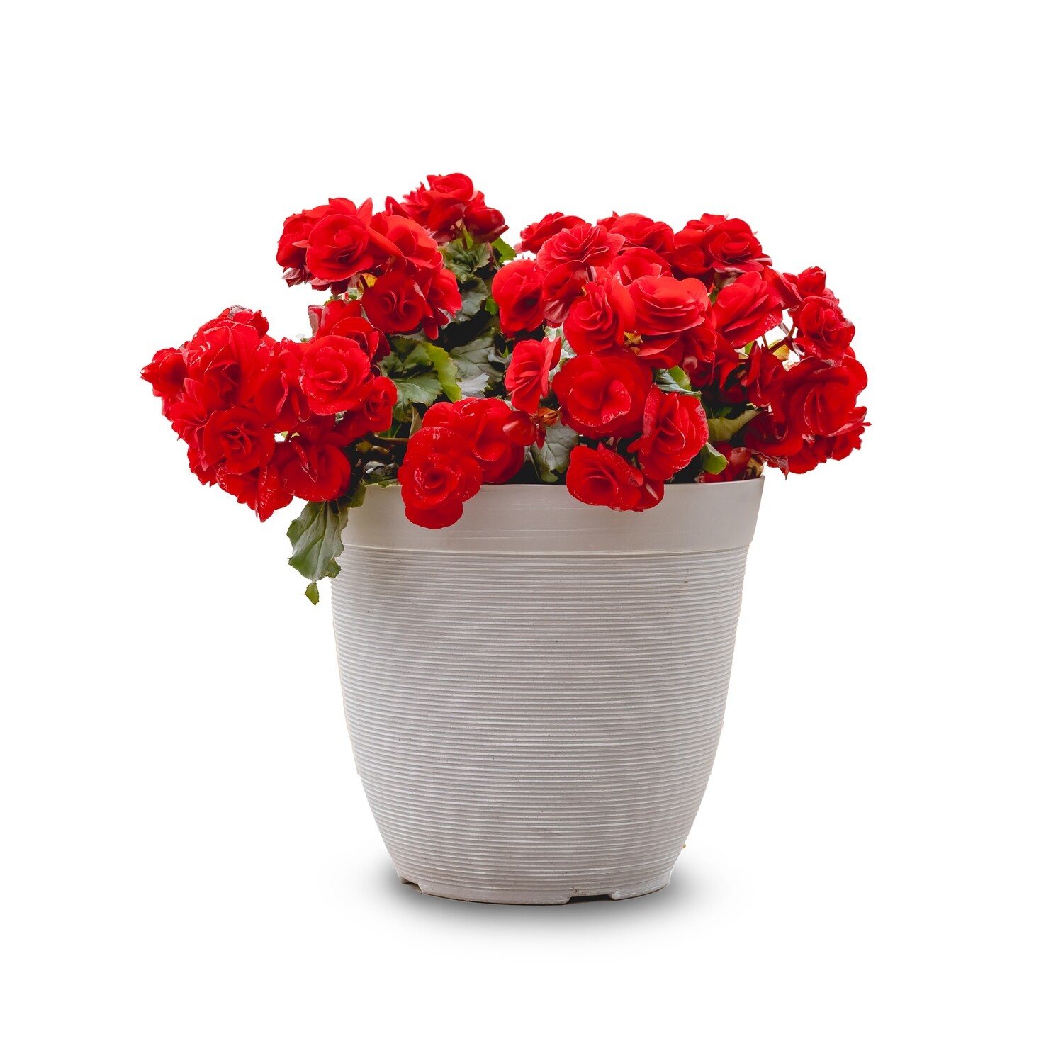 Begonia 'Rieger' 12" Planter - Red