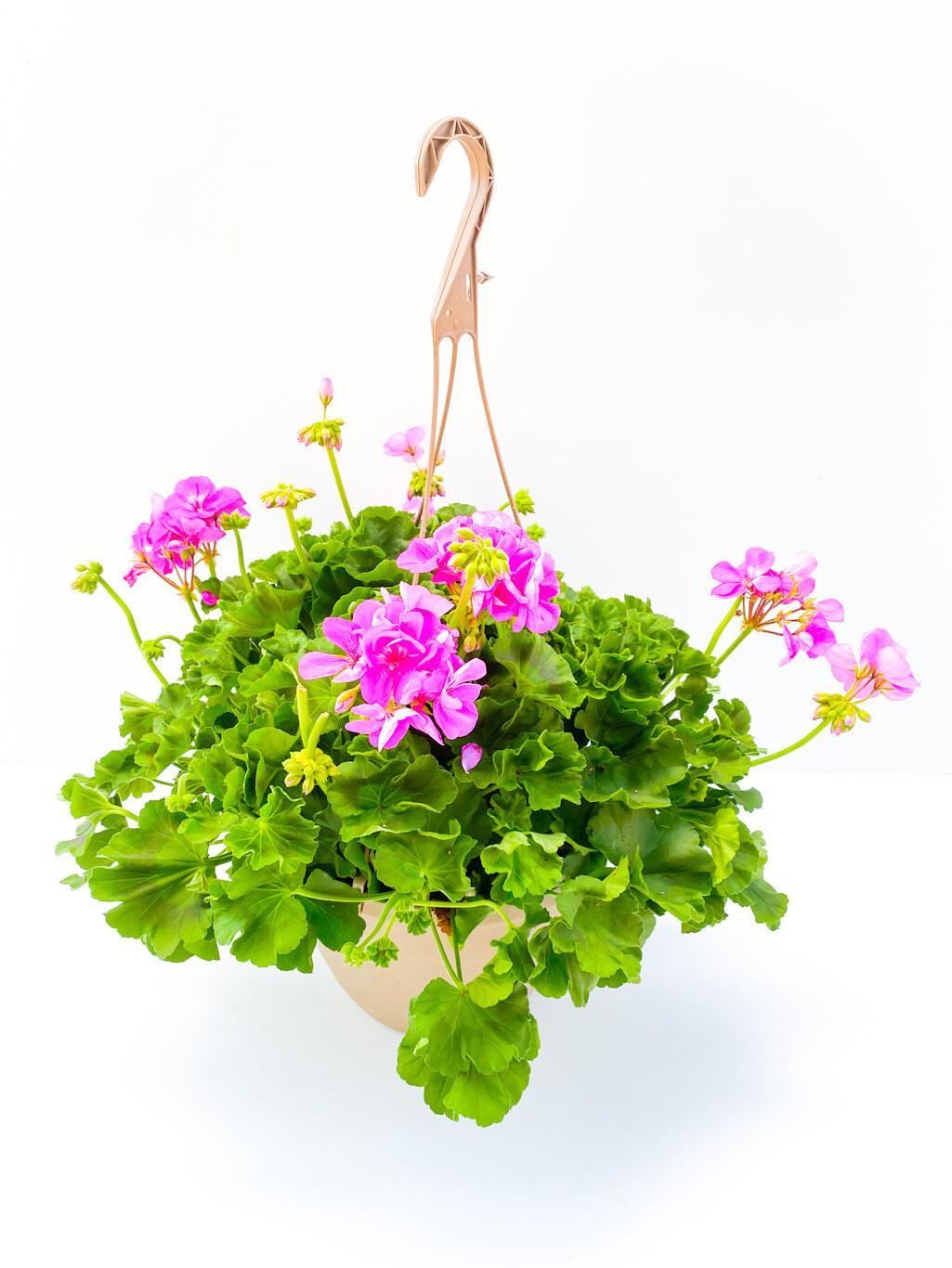 Geranium - Solid Colour 10&quot; HB Purple
