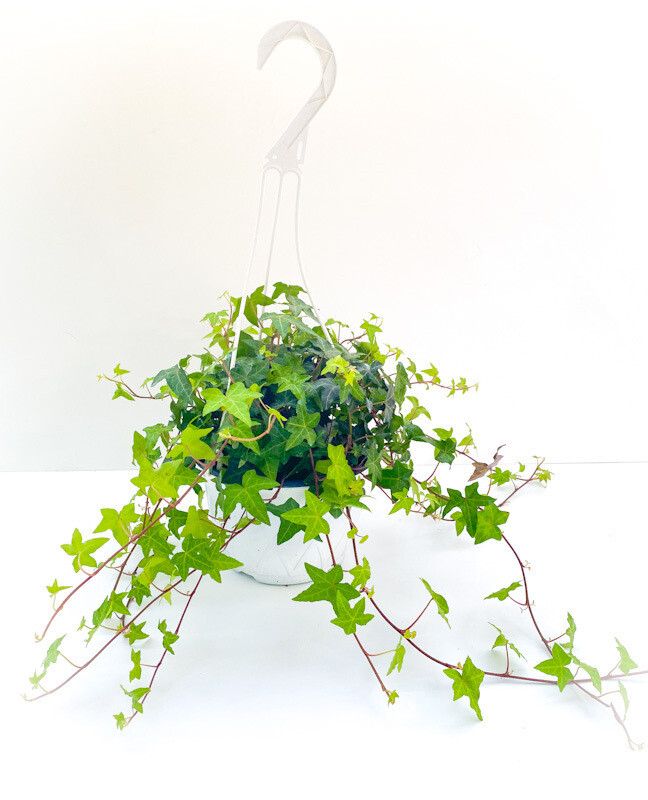 7" HB English Ivy Teardrop