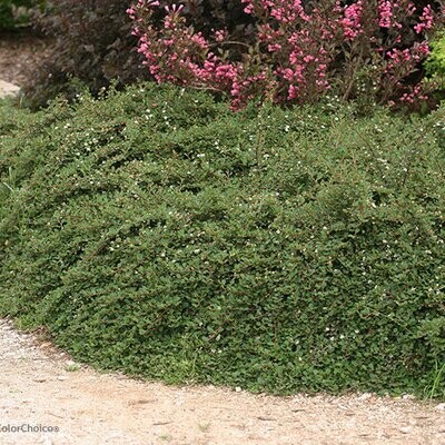 Cotoneaster &#39;Little Dipper&#39; 2 gal