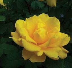 Rose - 'Yellow Jacket' - 2 gal