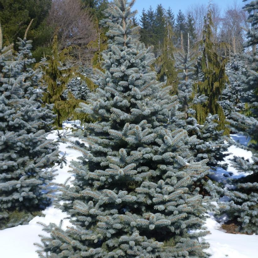 Blue Spruce 'Baby Blue' 5 ft. WB