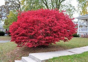 Euonymus 'Compactus' Dwarf Burning Bush 3 gal
