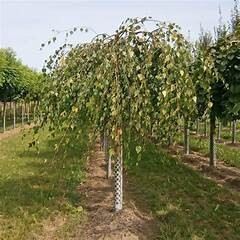 Young&#39;s Weeping Birch - 8&#39; Potted