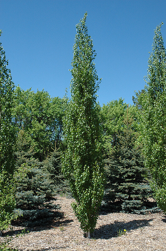 Birch -Parkland Pillar Asian White &#39;Jefpark&#39; 5-6&#39; Potted