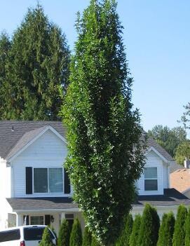 Oak - Green Pillar 8&#39; Potted