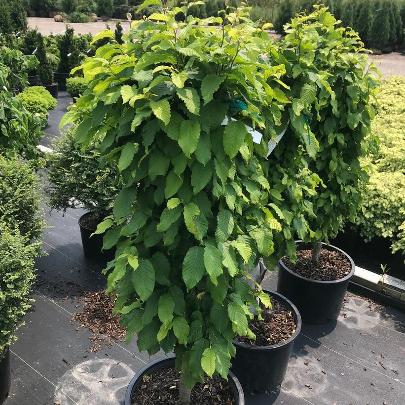Hornbeam Dwarf Columnar &#39;Columnaris Nana&#39; 6 g Potted