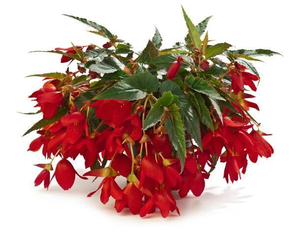 Begonia - Encanto 10" HB Red