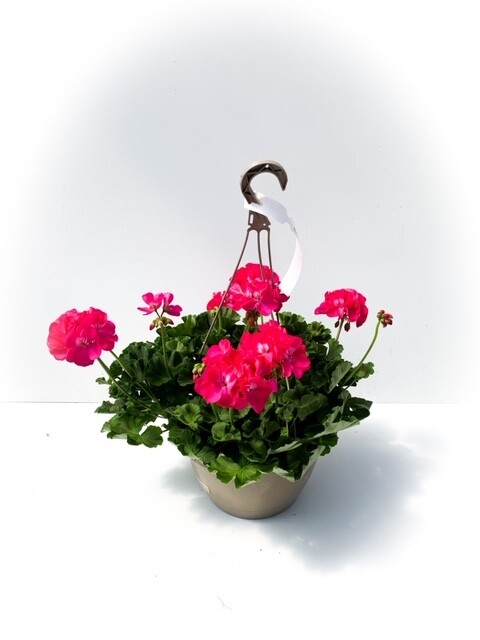 Geranium - Solid Colour 10&quot; HB Fuchsia