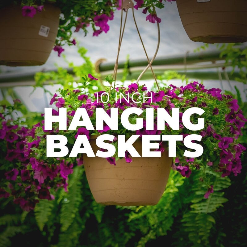 Hanging Basket SALE