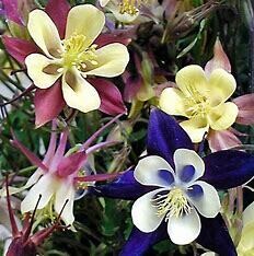 Columbine &#39;Aquilegia Biedermeyer Mix&#39; - 1 gal