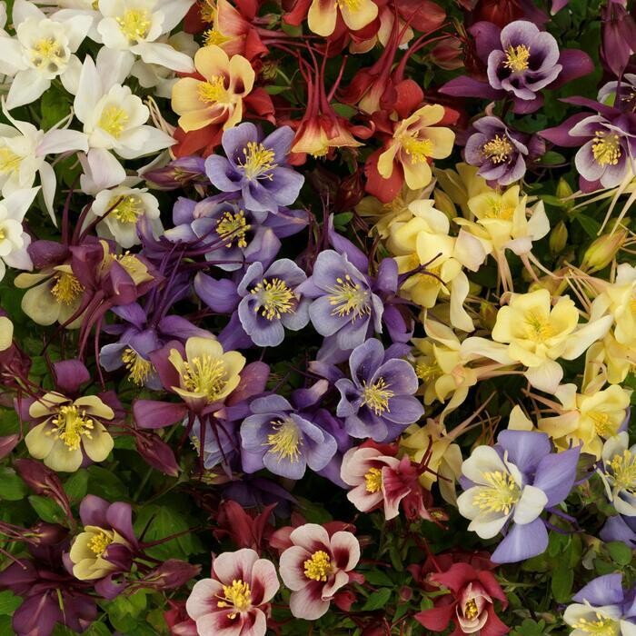 Columbine 'Aquilegia Early Bird Mix' - 4"