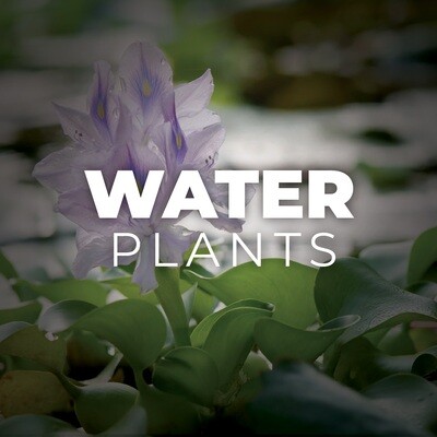 Water Plants