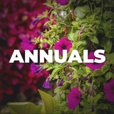 Annuals