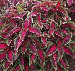 Coleus Main Street - Ruby Road 1 gal
