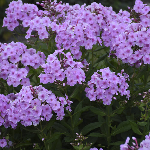 Garden Phlox &#39;Uptown Girl&#39; 1 gal