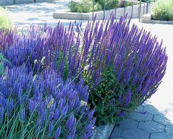 Perennial Sage - Salvia Blue Hill - 4"