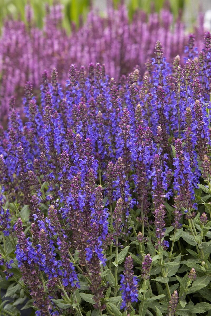 Perennial Sage &#39;Salvia Apex Blue&#39; 1 gal