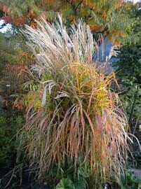 Flame Grass 'Miscanthus Purpurascens' -  1 gal