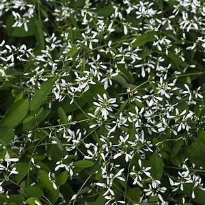 Euphorbia - 4" Starblast Breathless White