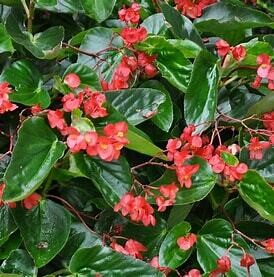 Begonia - Tuberous 4" Dragon Wing Red