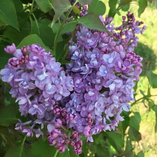 Lilac 'Scentara Double Blue' - 7 gal