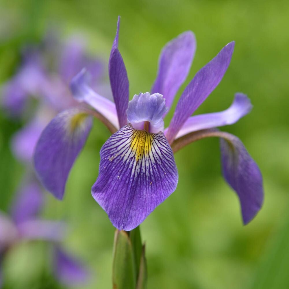 Iris Versicolor - &#39;Purple Flame&#39; - 1 gal